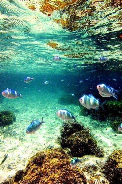 fish and tanks