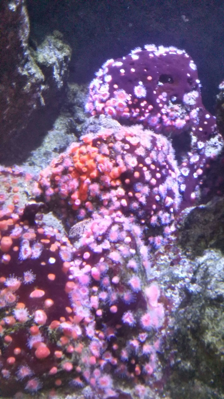 Sea something