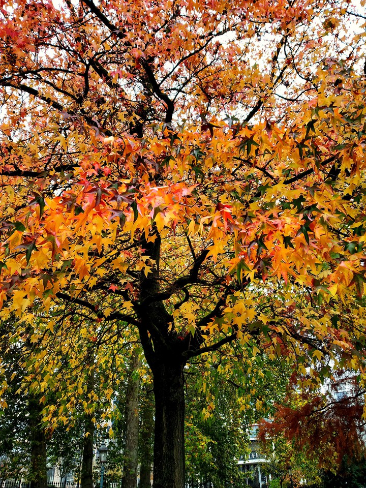 Colourful tree