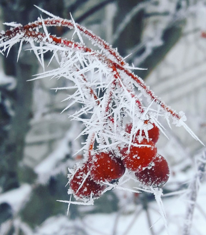 Калина