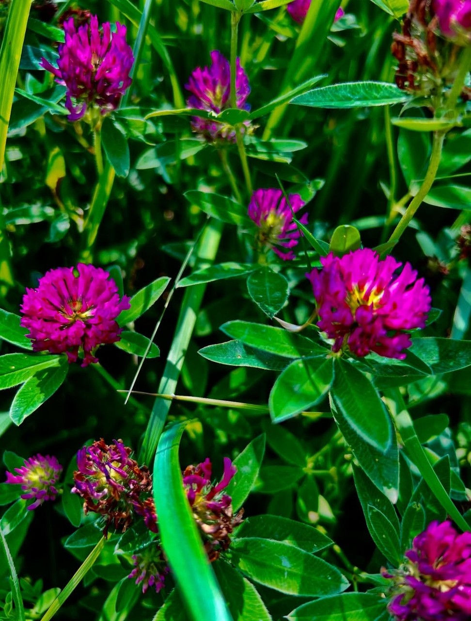 sfondi pink, purple