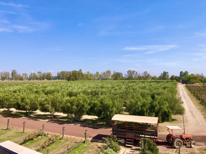 Olivos