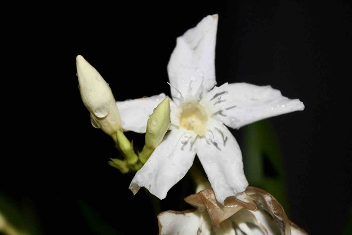 Star flower