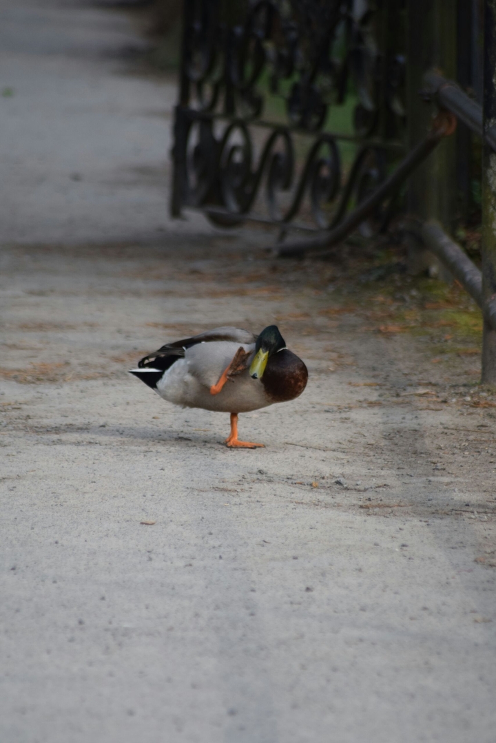 A dog in a duck fur ... or feathers