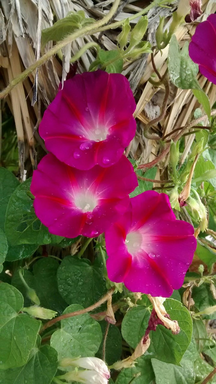 super happy flowers