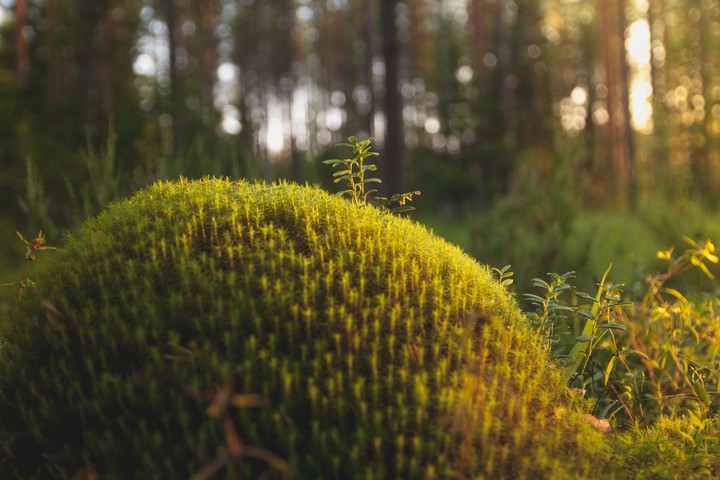 Morning in forest