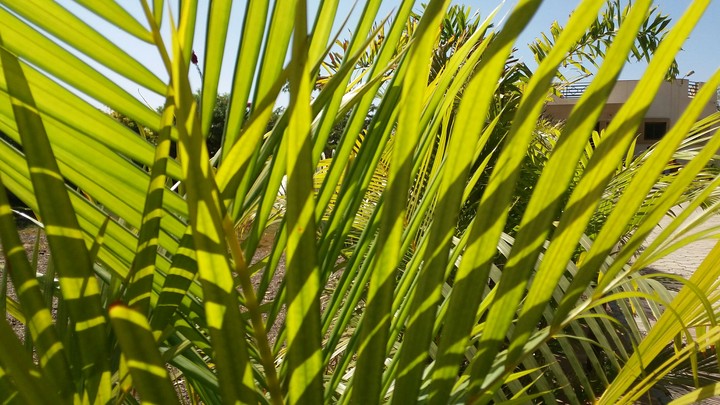 Green Leaves