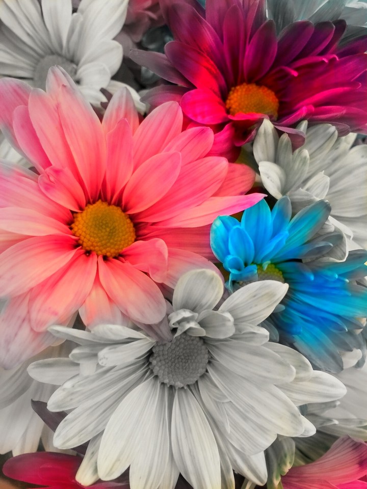Flowers