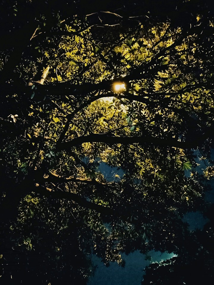 Tree  (by DRISHTI)