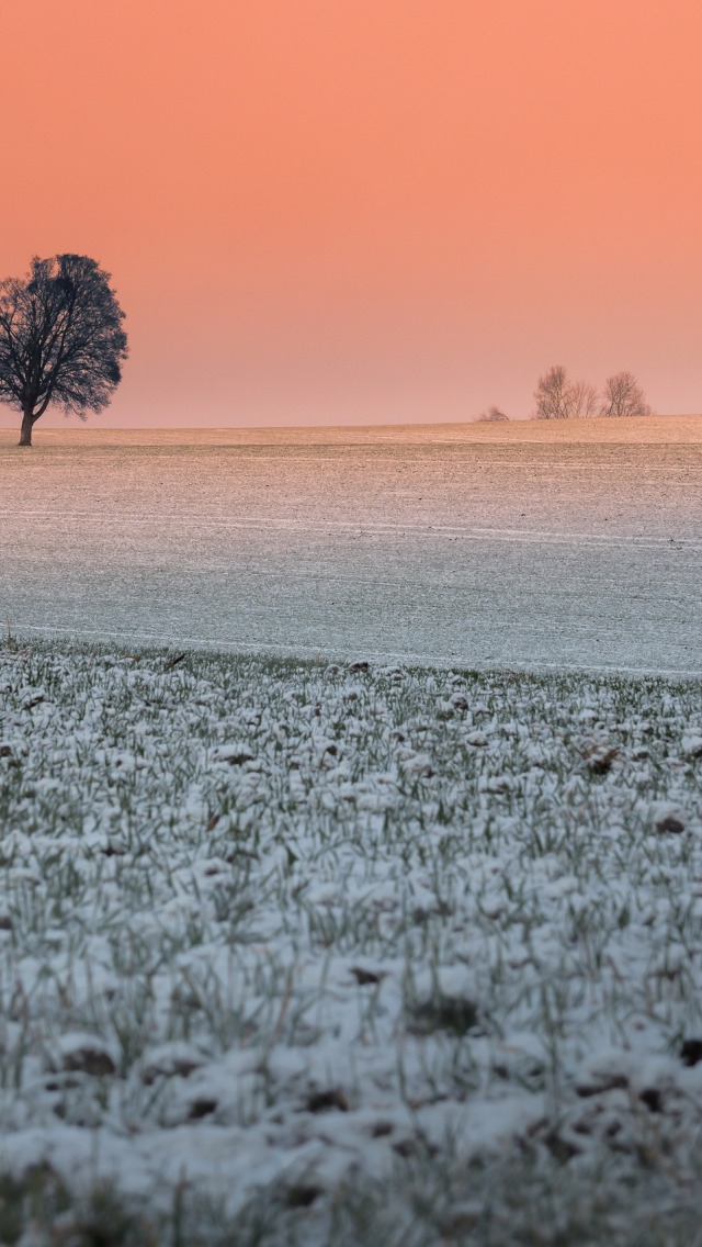 snow fields