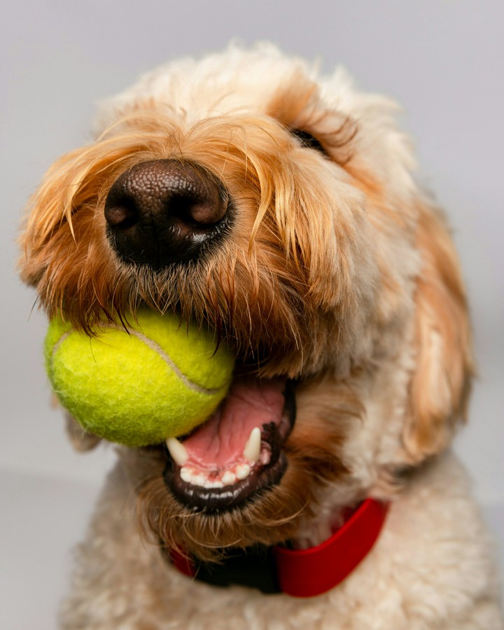 Let's play ball (*´ω｀*)