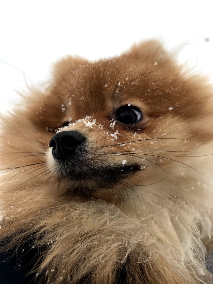 dog