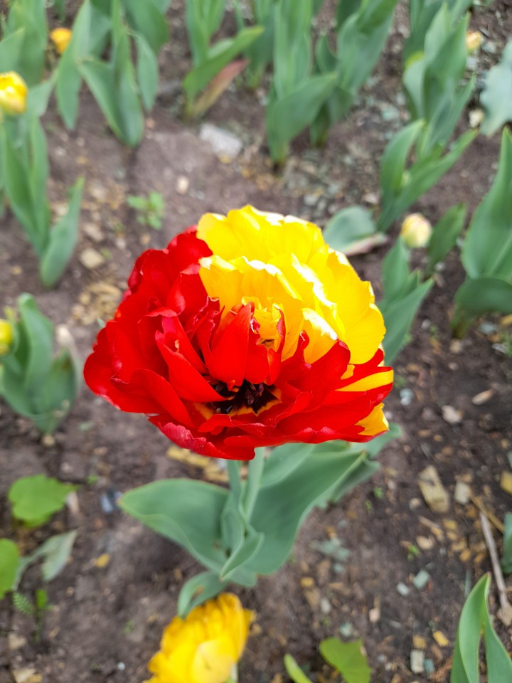 tulip