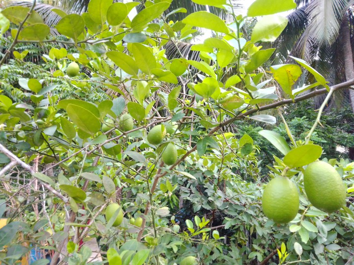 lemon