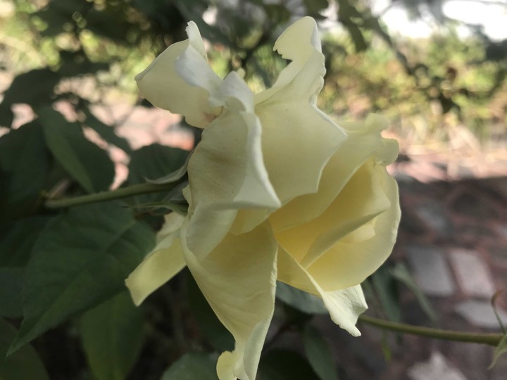 One single yellow rose
