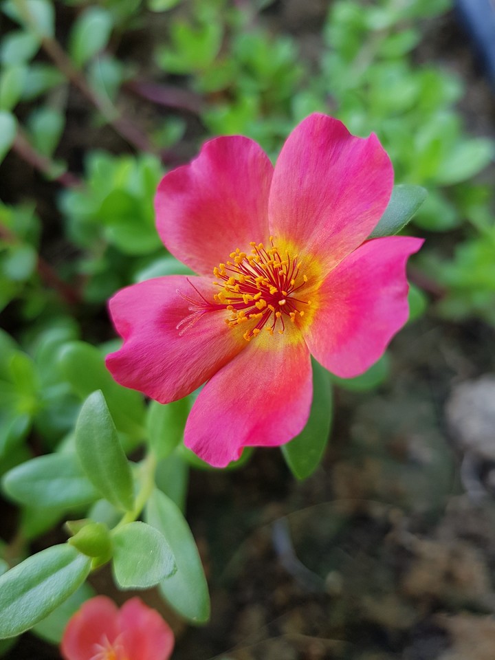 flower