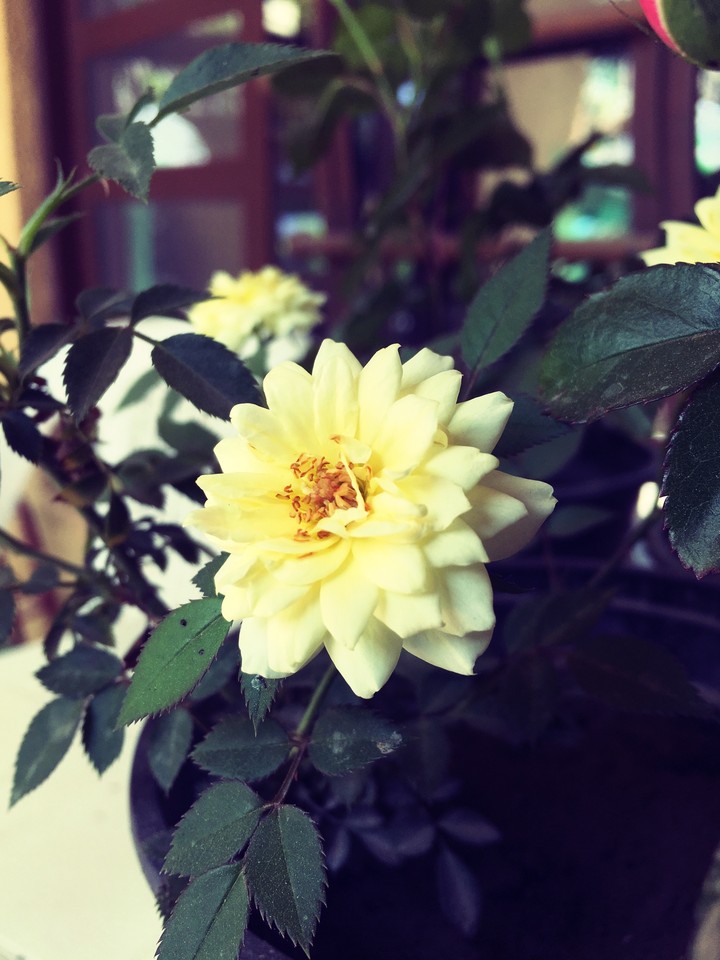 flower