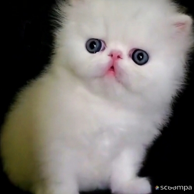 Котята.