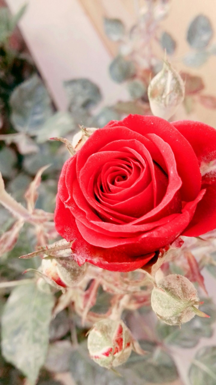 beautiful rose