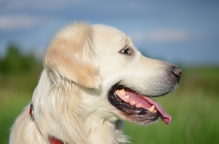 Benek dog