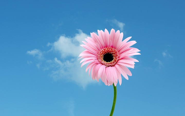 Flowers are Love