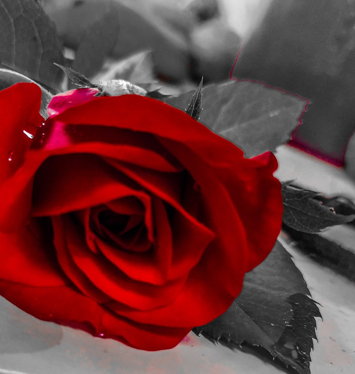 Rose