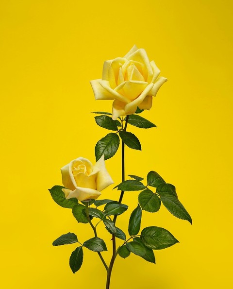 Roses