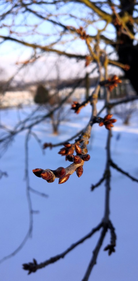 Spring???_Winter_branch