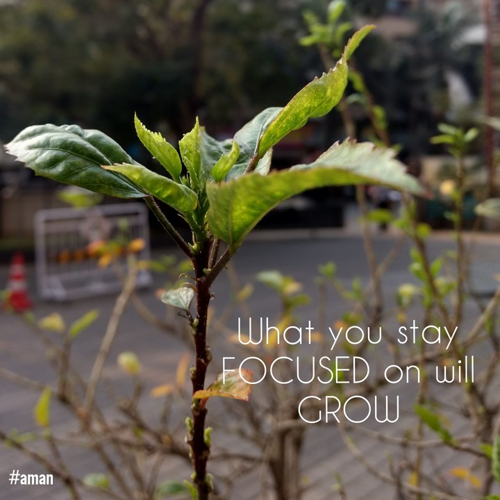 What you Focus will Grow