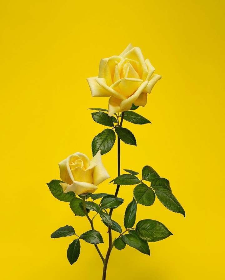 Roses