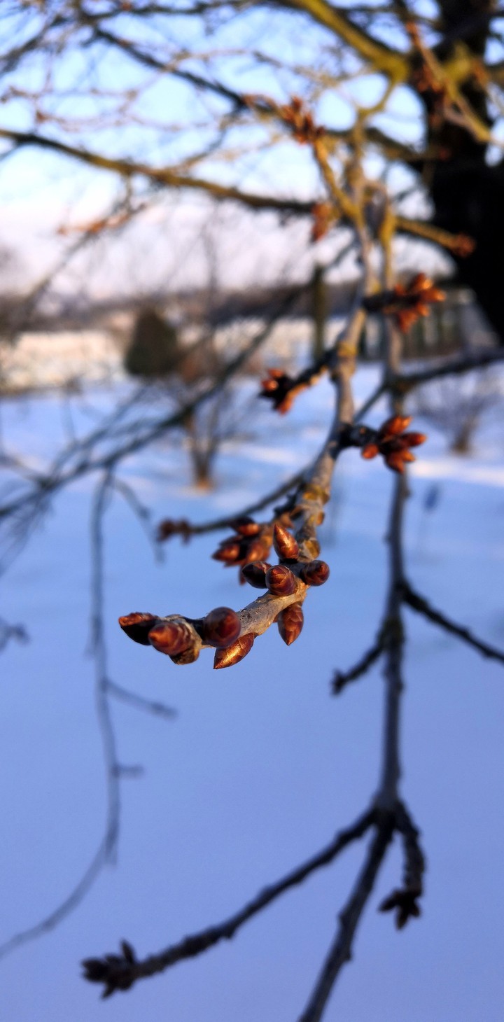 Spring???_Winter_branch
