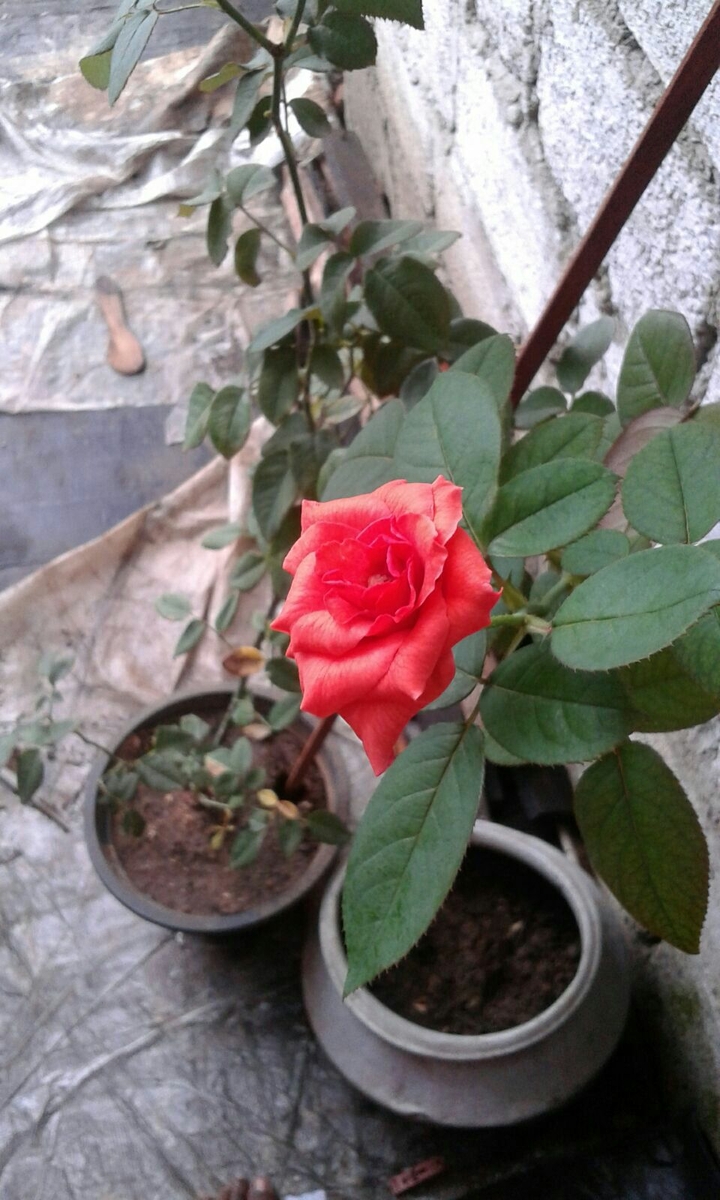 rose