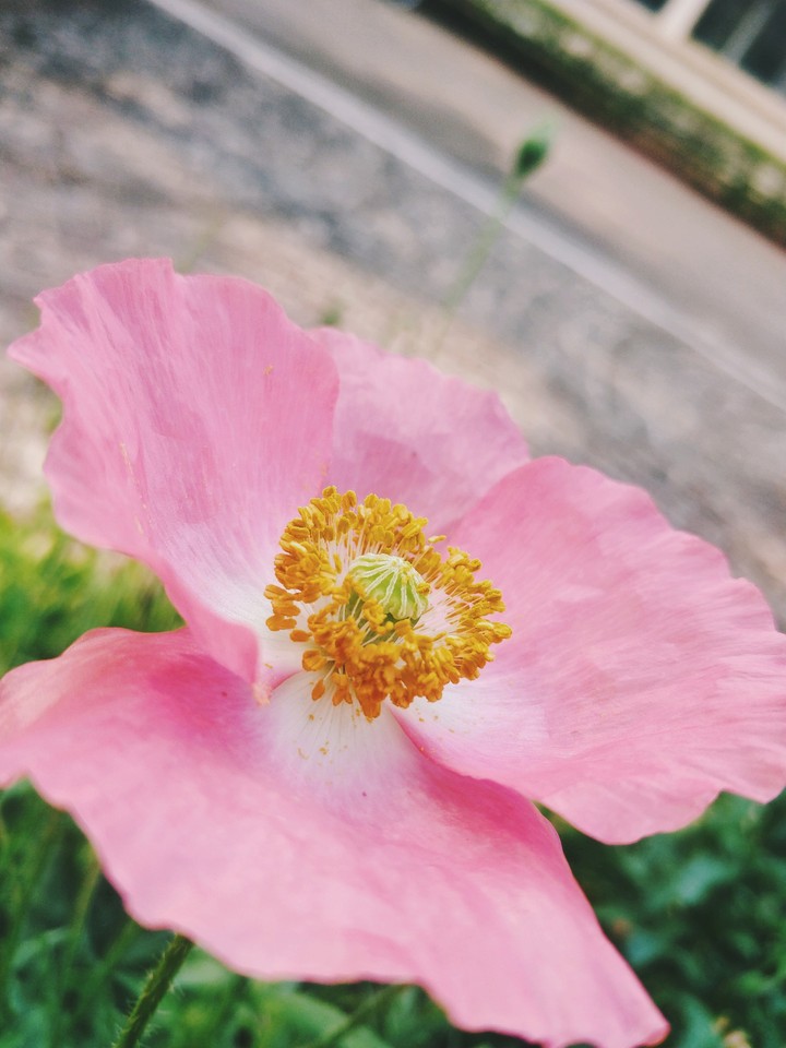 flower