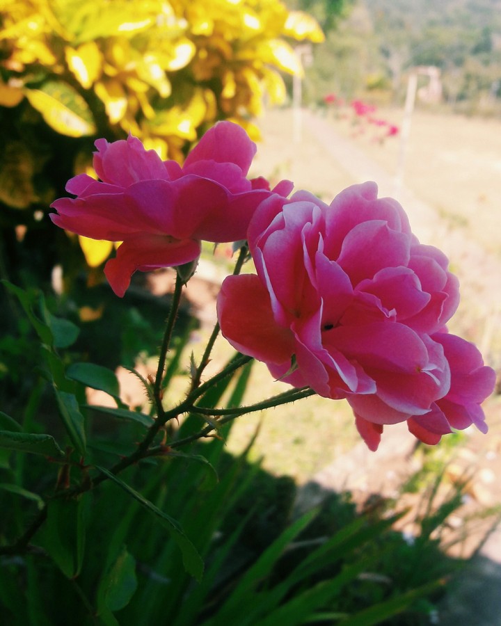 flor
