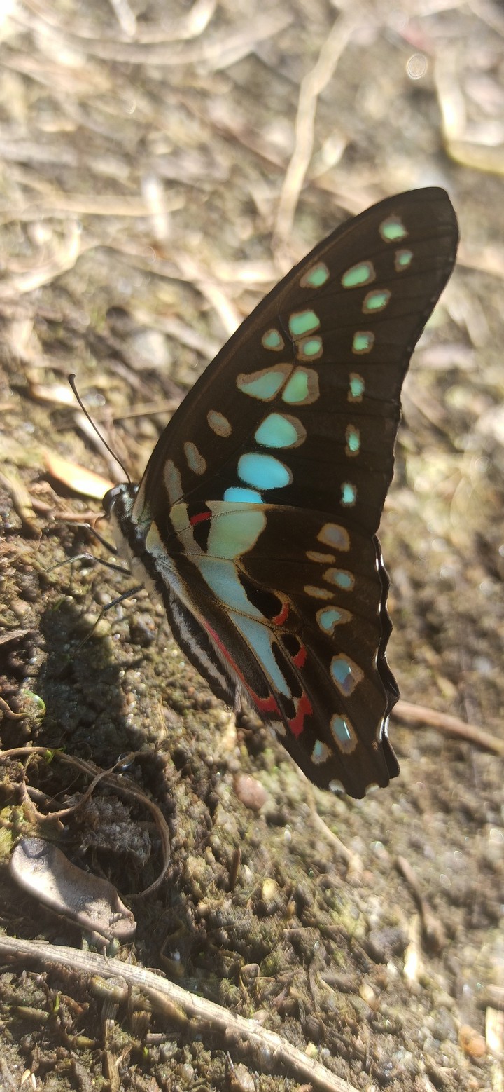butterfly