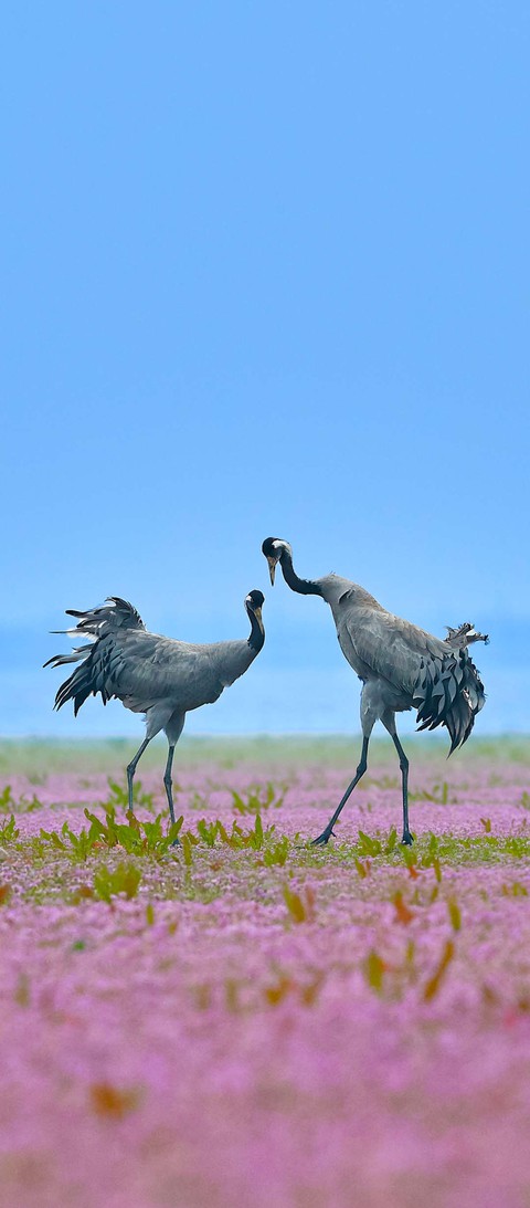 hình nền emu, beak