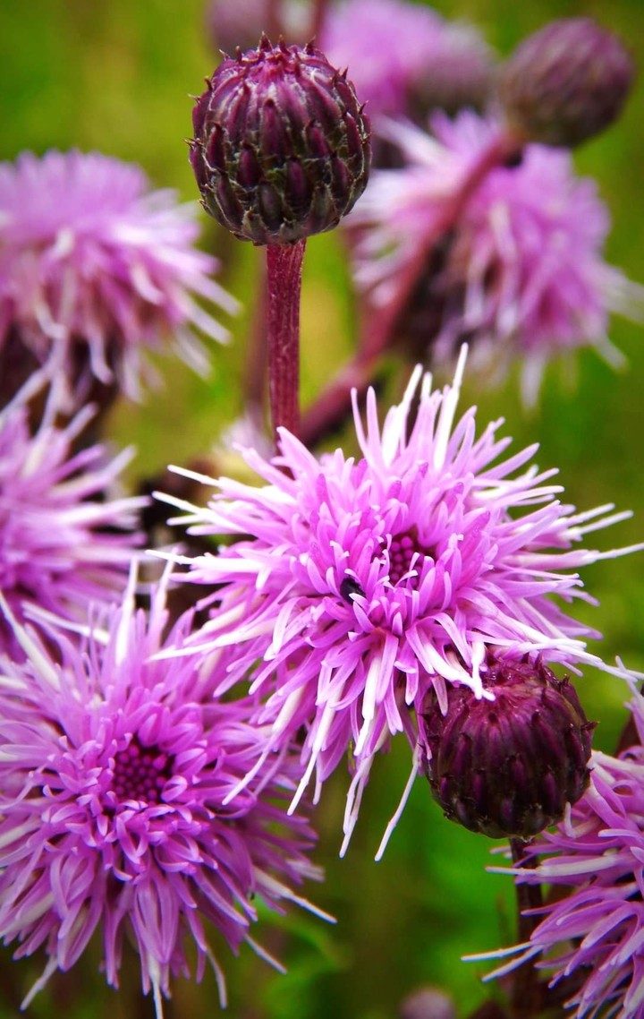 purple
