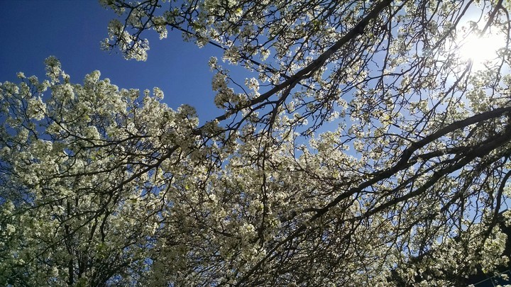 white flowers