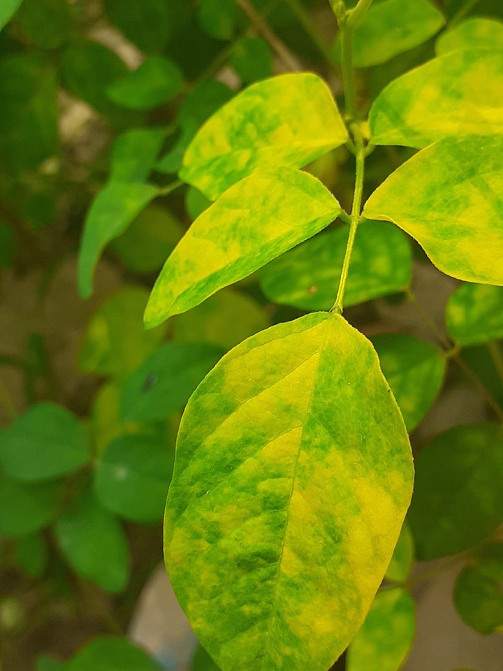 leaf