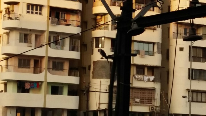 Crow on the floor