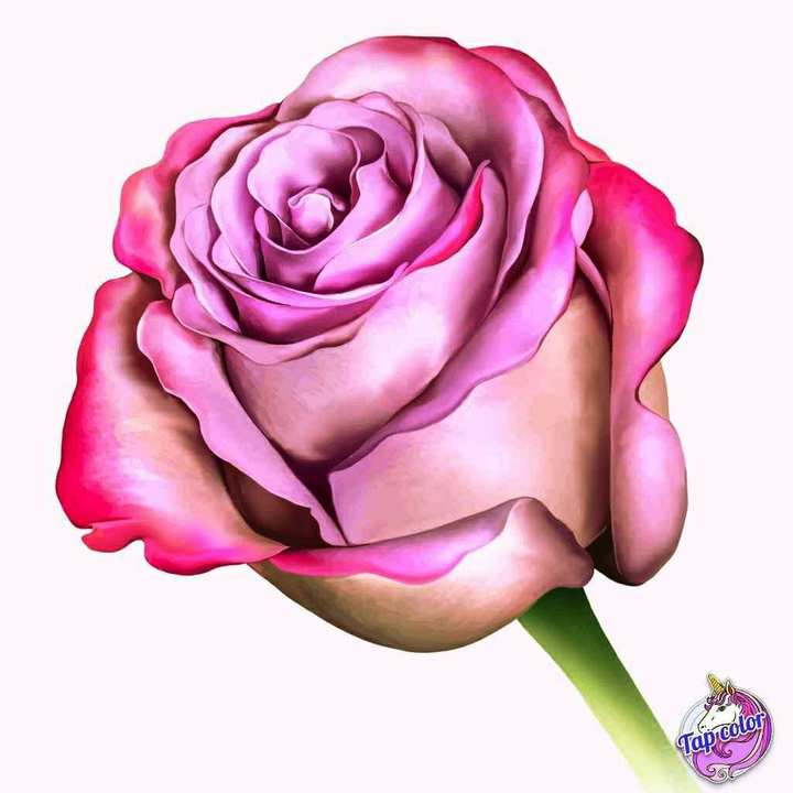 rosa rosa rosa