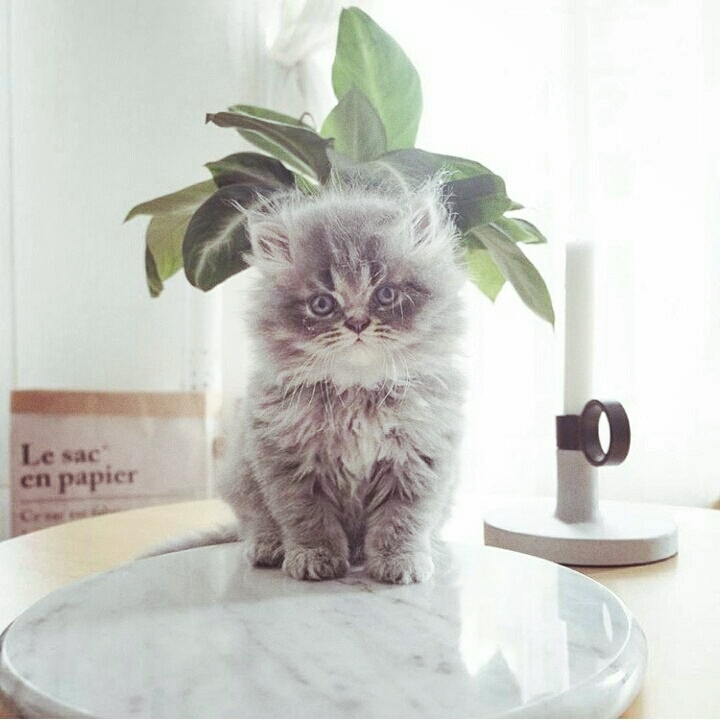 Funny cat