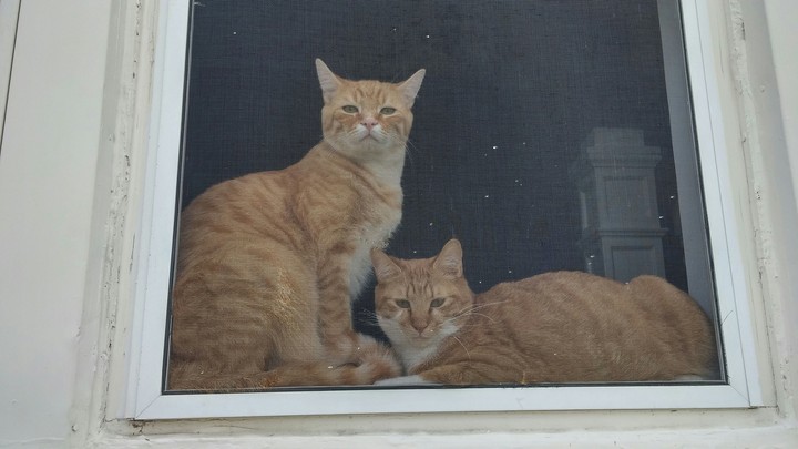 cats