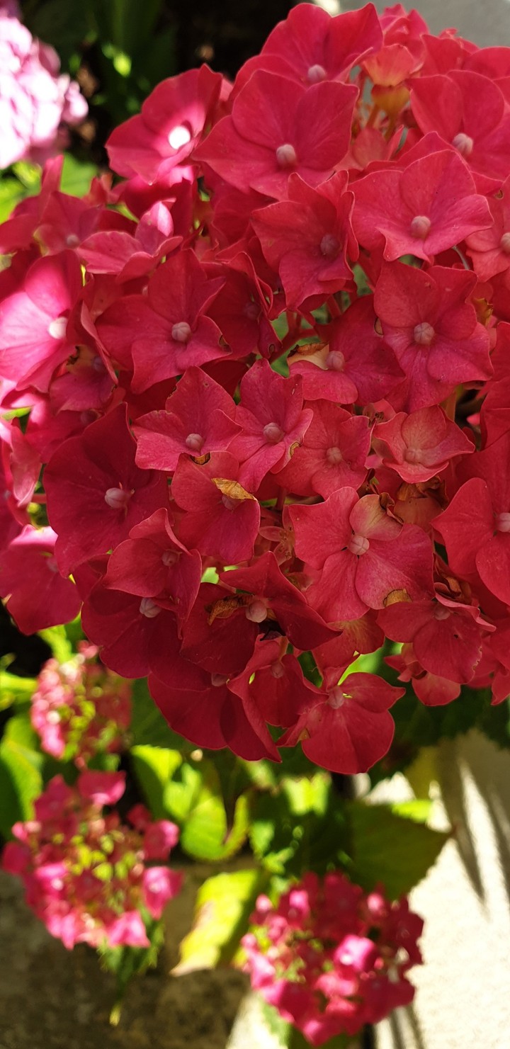 Hortensia