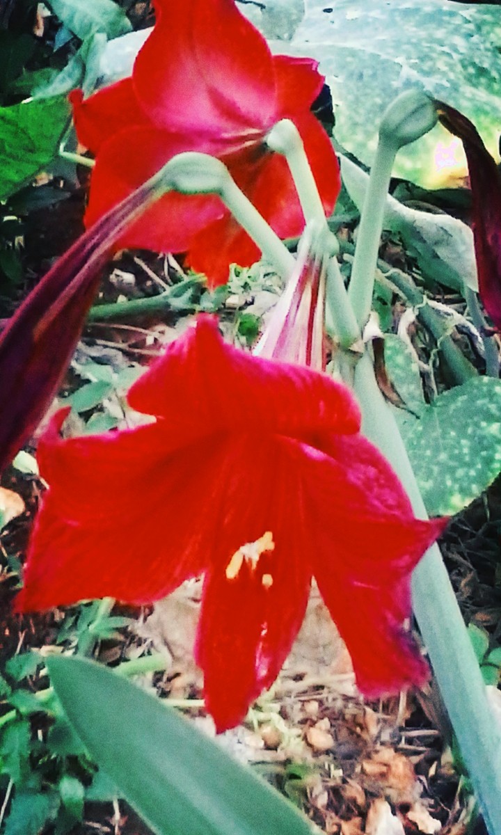 #very royal red lilly