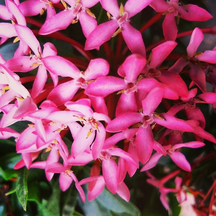 pink