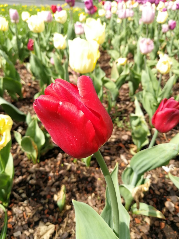 Tulpe