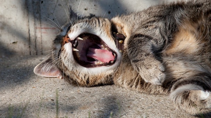 yawn