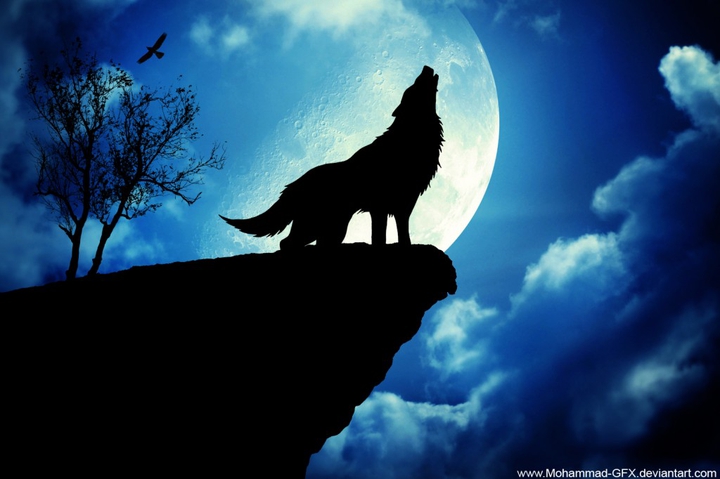 wolf