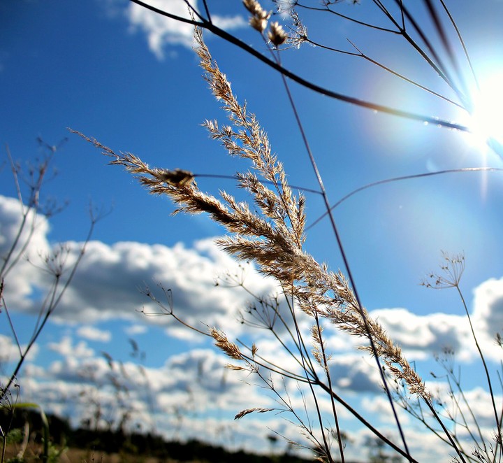 sunny grass